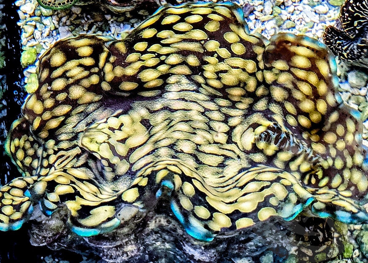 Gorgeous Blue rim Squamosa  WYSIWYG Clam