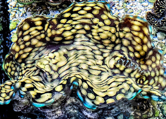 Gorgeous Blue rim Squamosa  WYSIWYG Clam