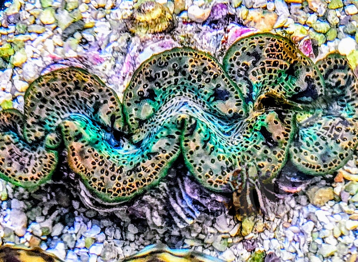 Beautiful Green Gem Maxima WYSIWYG Clam