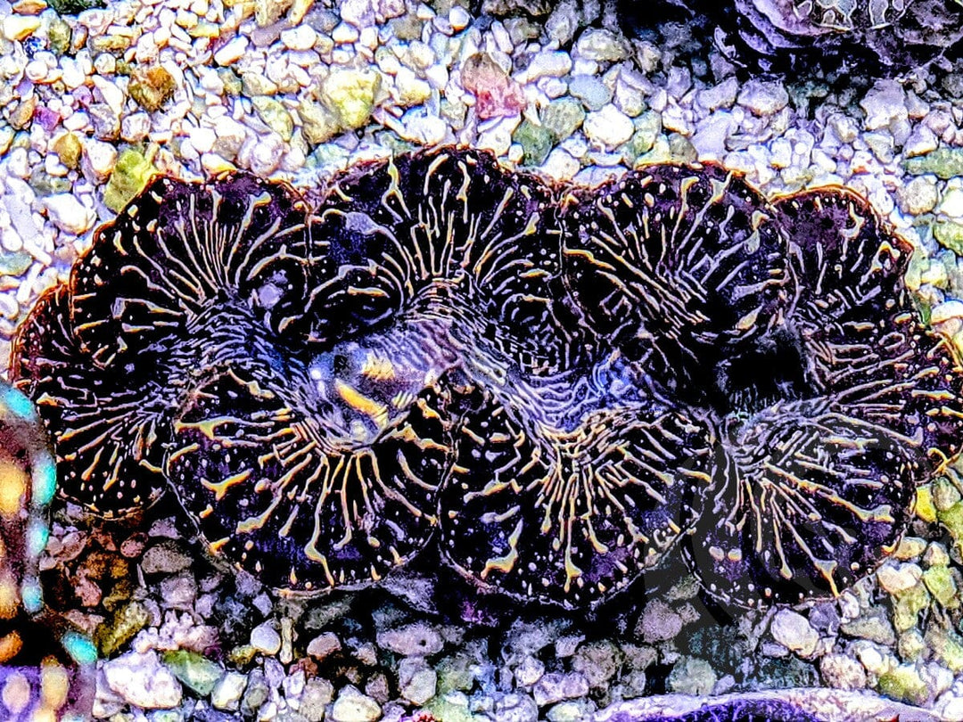 Black Maxima