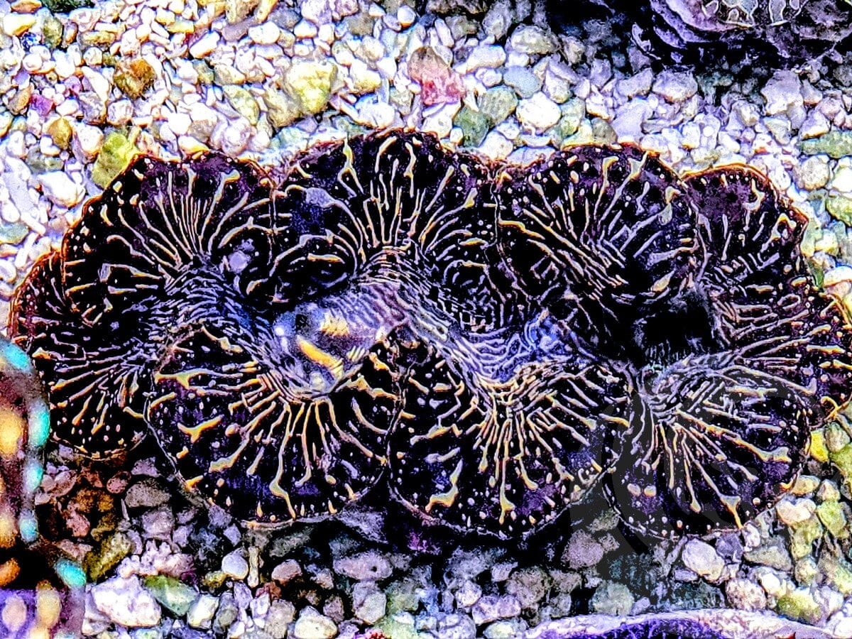 Black Maxima