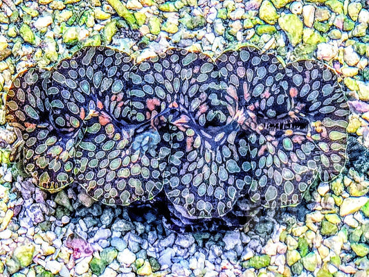 Colored Teardrop WYSIWYG Clam