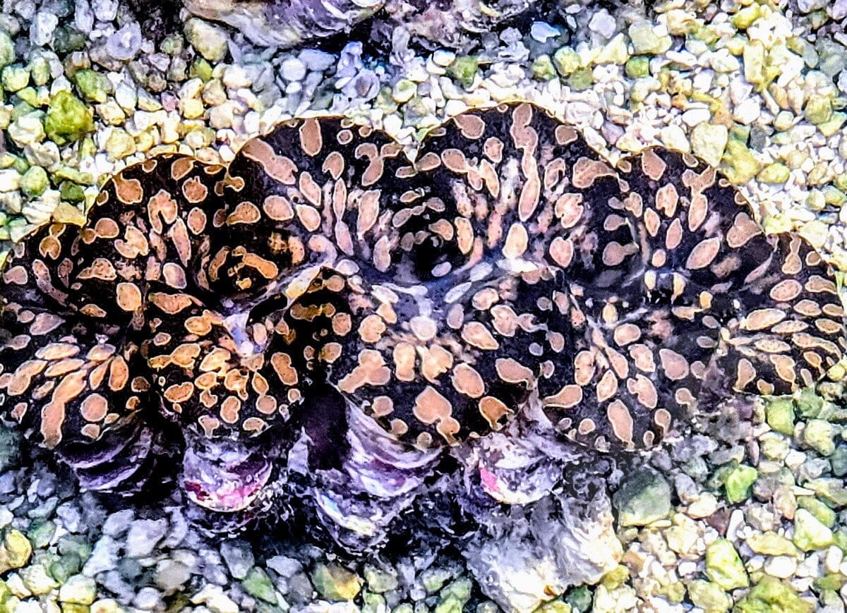 Unusual Teardrop