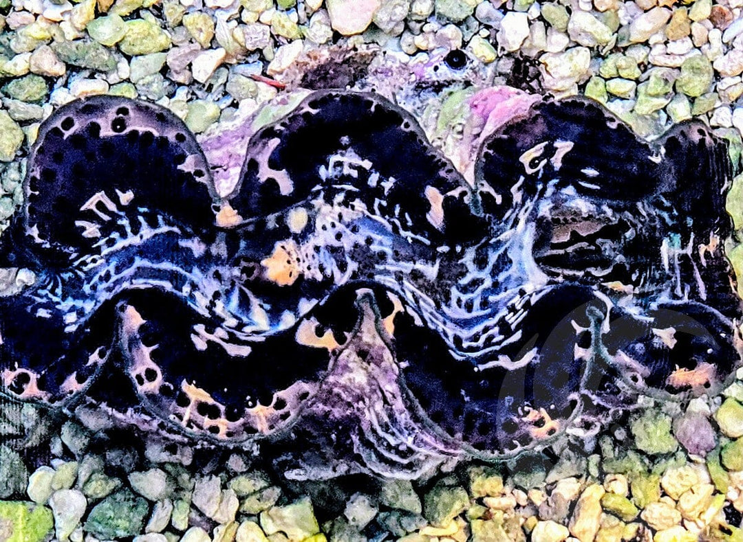 Black Maxima WYSIWYG Clam