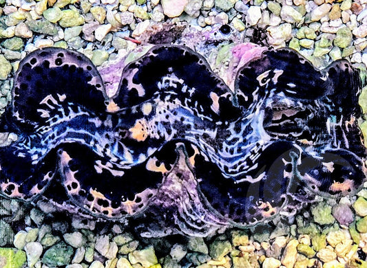 Black Maxima WYSIWYG Clam