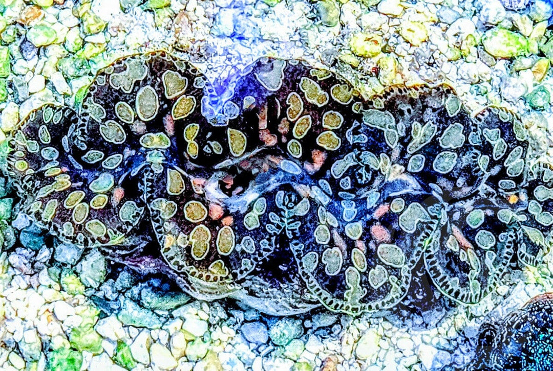MultiColor Teardrop WYSIWYG Clam