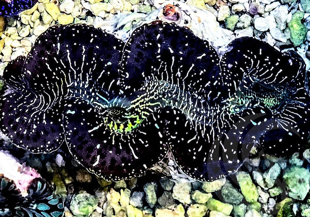 Black with Lime Highlights Maxima WYSIWYG Clam