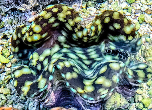Green Squamosa with Blue Spotted rim