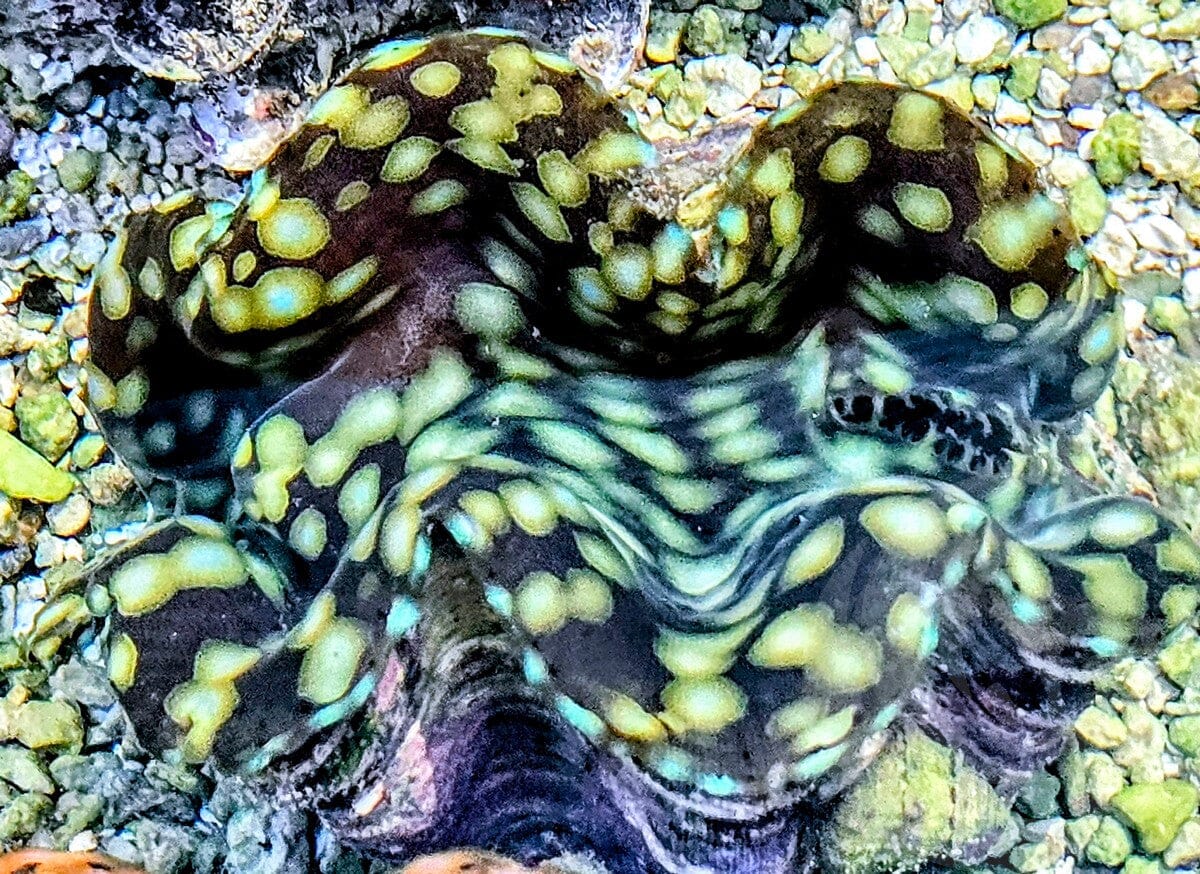 Green Squamosa with Blue Spotted rim  WYSIWYG Clam