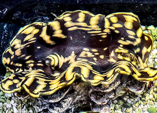 Bizarre Pattern Squamosa