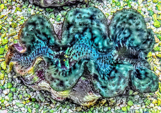 Unusual Green Squamosa