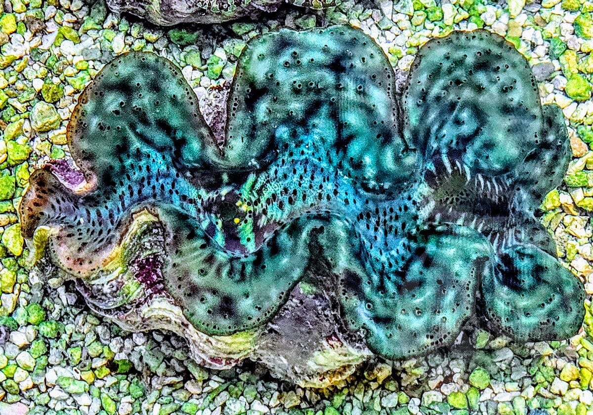 Unusual Green Squamosa