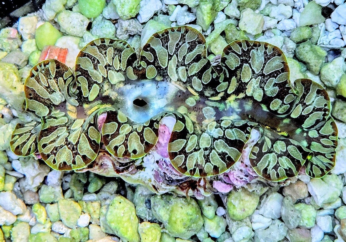 Pretty Teardrop Clam