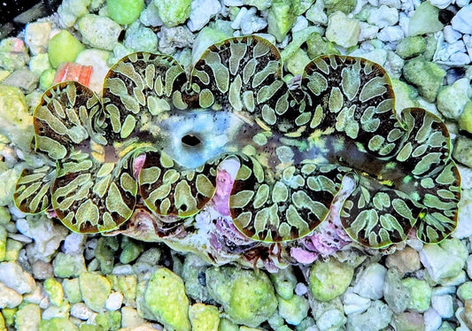 Pretty Teardrop Clam