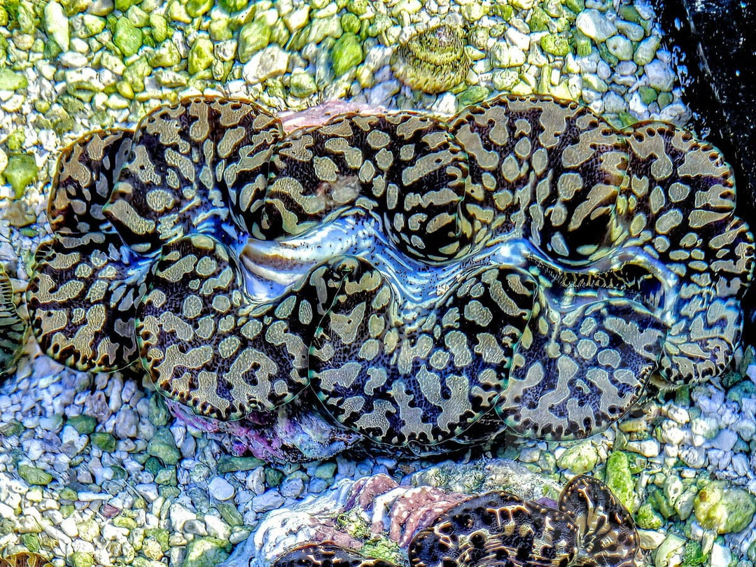 Unusual Teardrop Clam