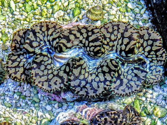 Unusual Teardrop Clam