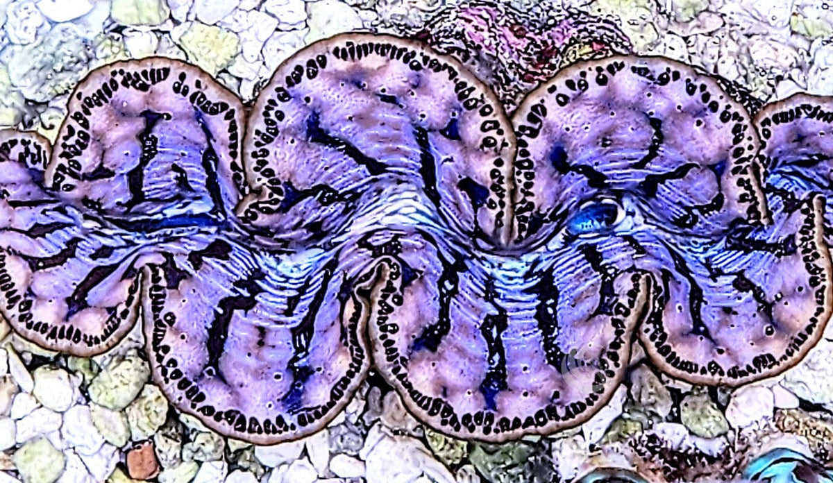 Ultra Cultured Maxima Clam