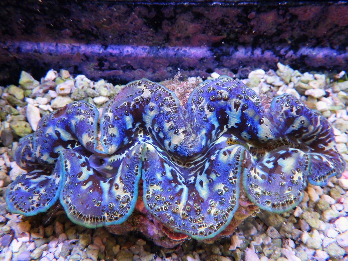 Ultra Maxima Clam