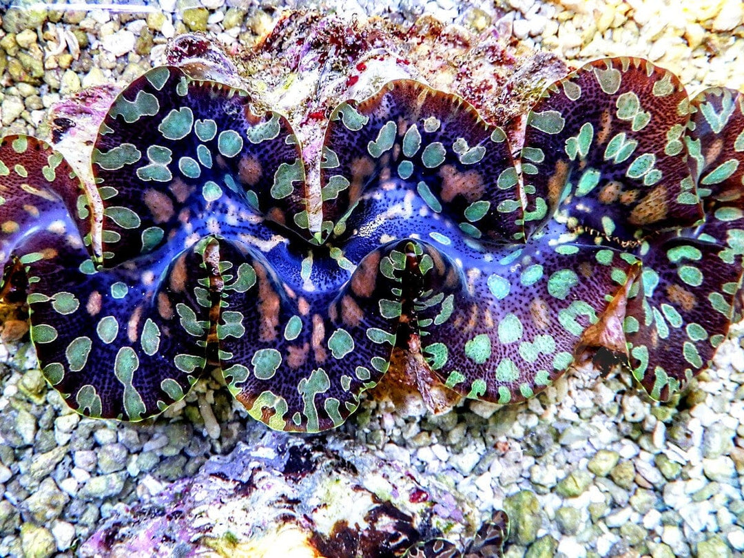 Ultra Teardrop Clam