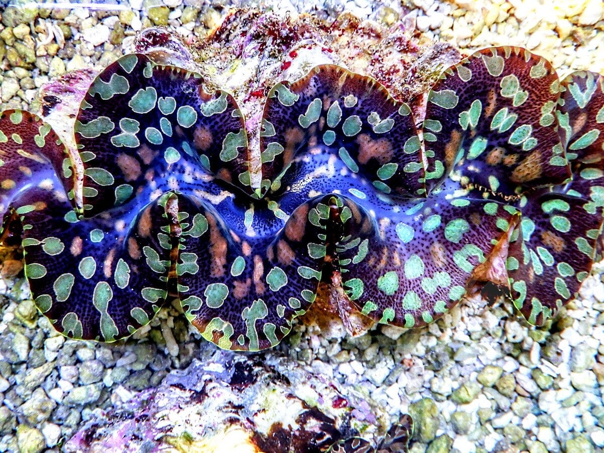 Ultra Teardrop Clam