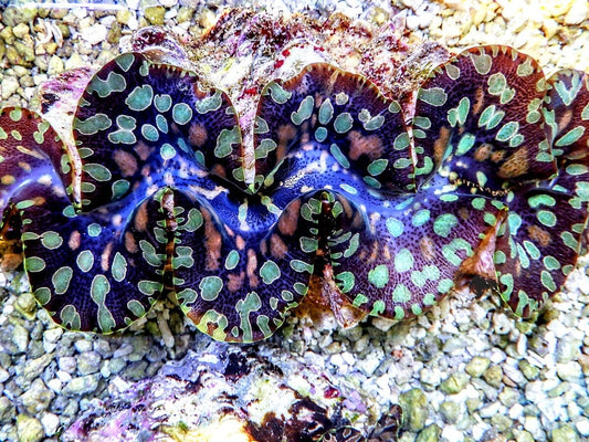 Ultra Teardrop Clam