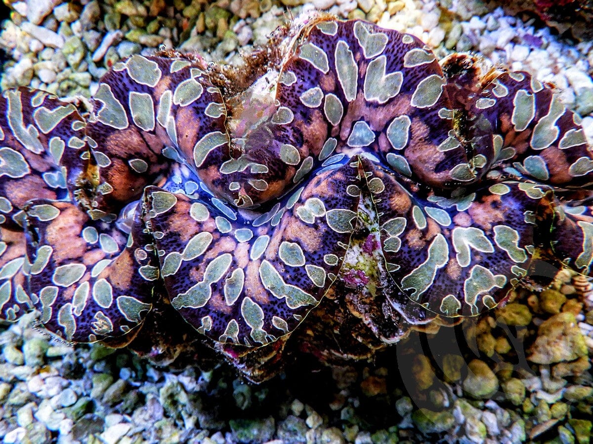 Ultra Teardrop Clam