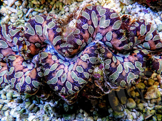 Ultra Teardrop Clam