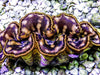 Cultured Maxima WYSIWYG Clam