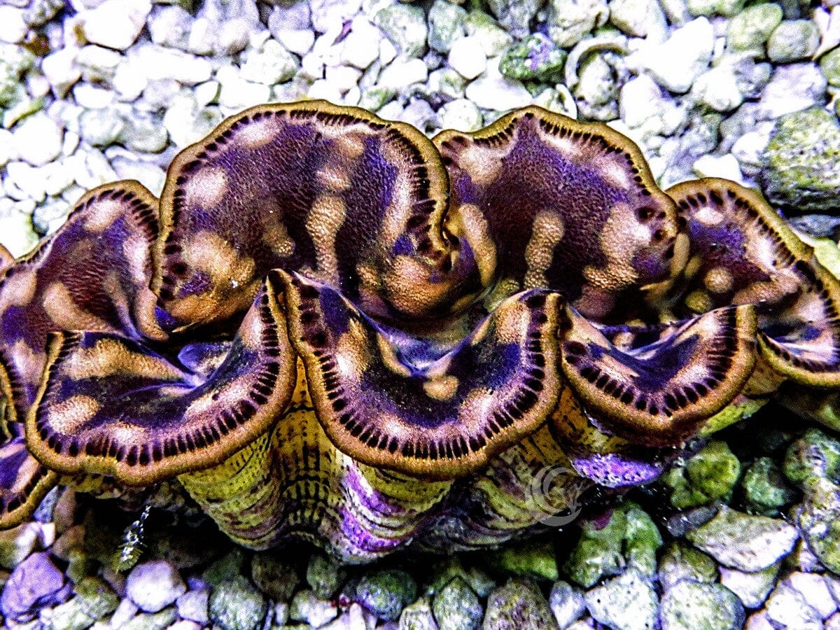Cultured Maxima WYSIWYG Clam