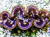 Cultured Maxima WYSIWYG Clam