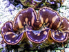 Cultured Maxima WYSIWYG Clam
