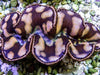Cultured Maxima WYSIWYG Clam