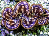Cultured Maxima WYSIWYG Clam