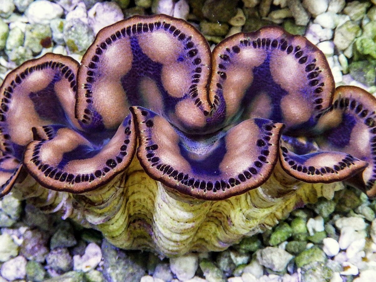Cultured Maxima WYSIWYG Clam