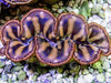 Cultured Maxima WYSIWYG Clam
