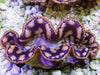 Cultured Maxima WYSIWYG Clam
