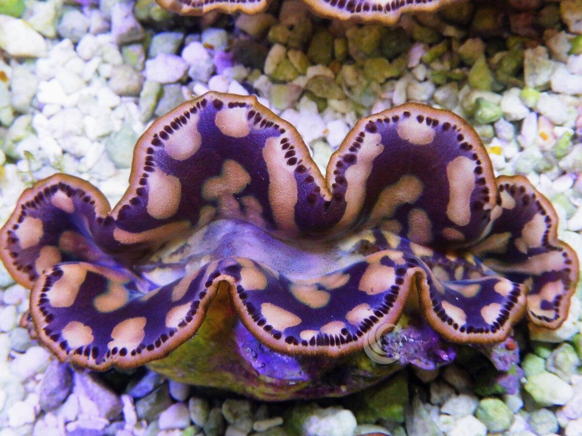 Cultured Maxima WYSIWYG Clam