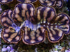 Cultured Maxima WYSIWYG Clam