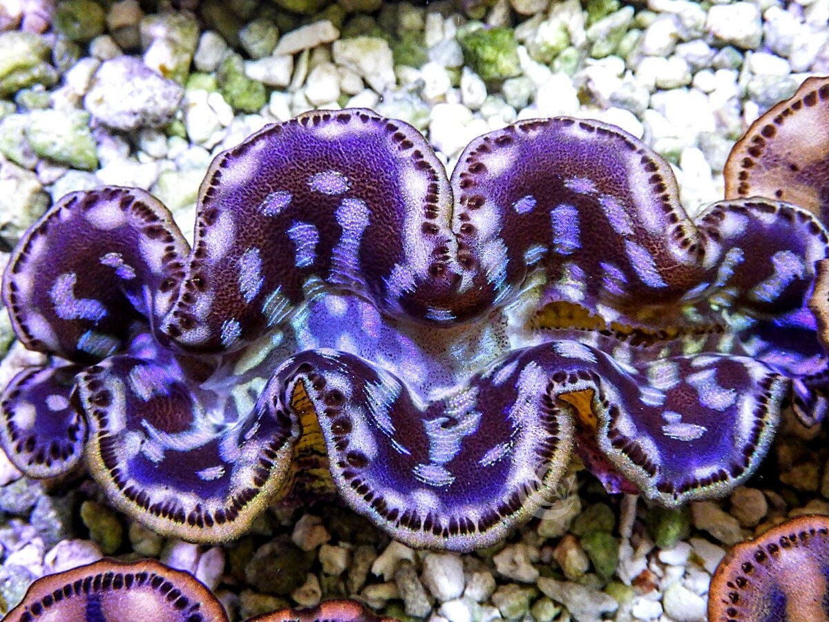 Cultured Maxima WYSIWYG Clam