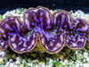 Cultured Maxima WYSIWYG Clam