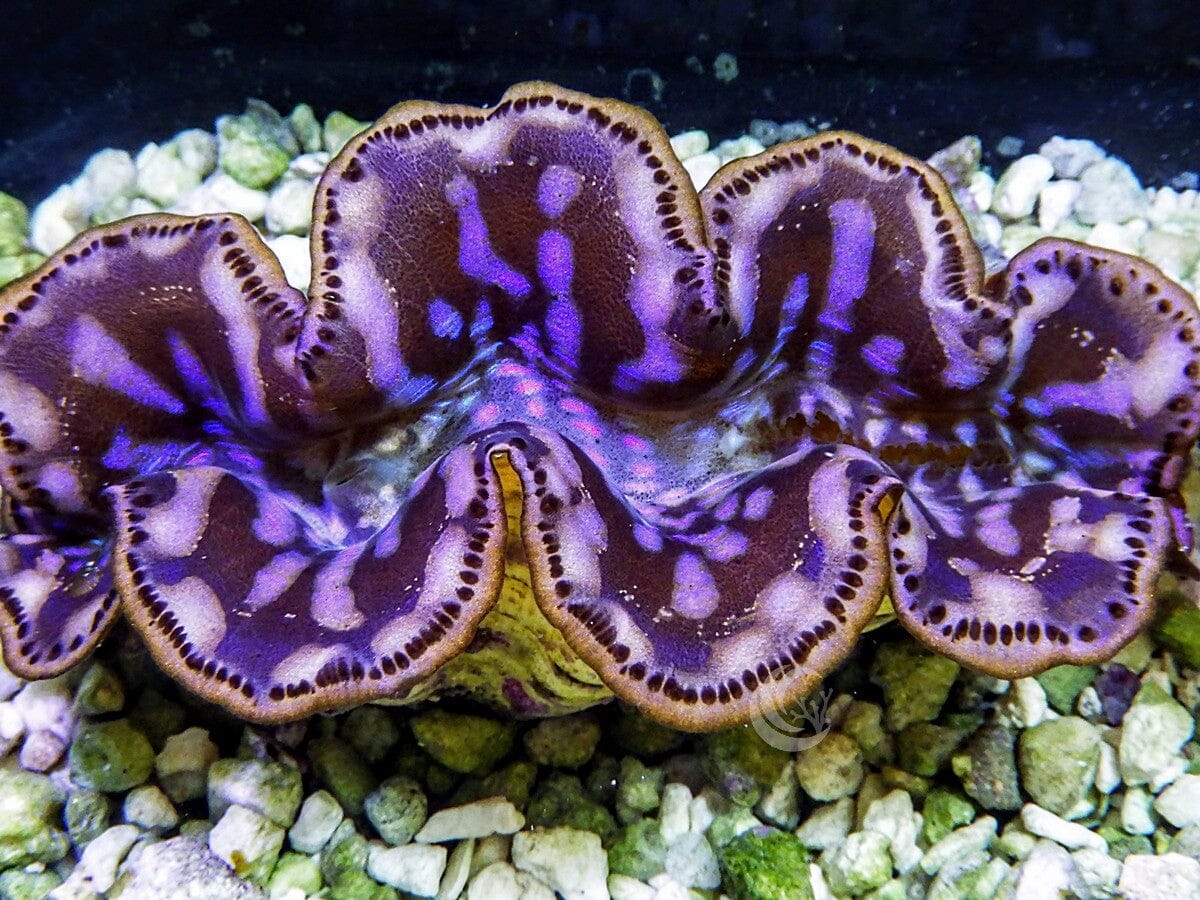 Cultured Maxima WYSIWYG Clam