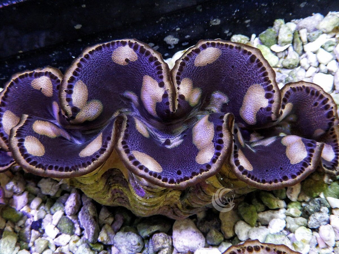 Cultured Maxima WYSIWYG Clam
