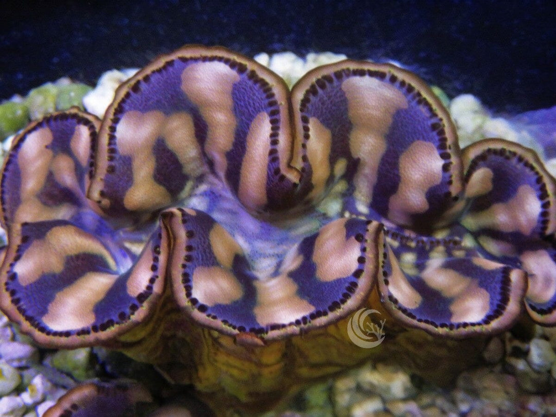 Cultured Maxima WYSIWYG Clam