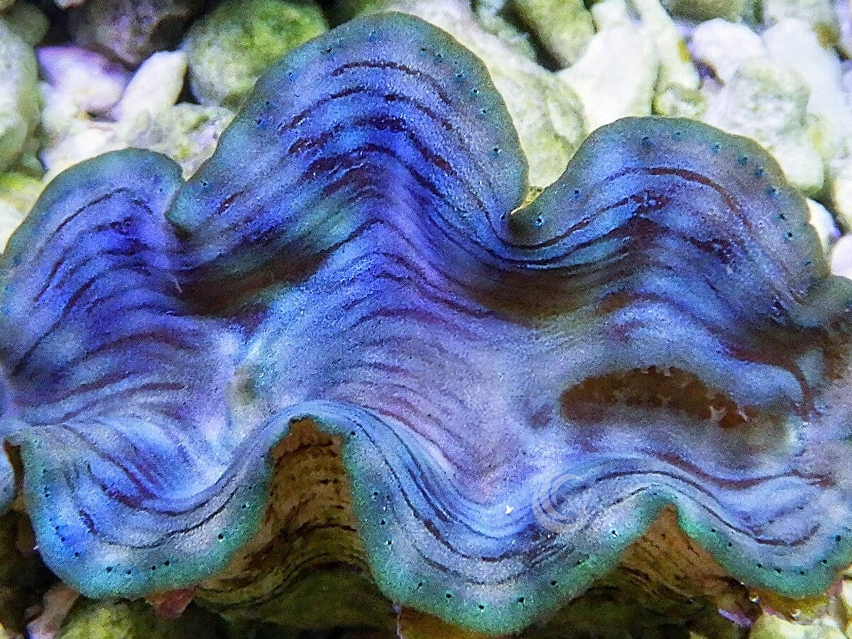 Blue-Green Squamosa Cultured Clam