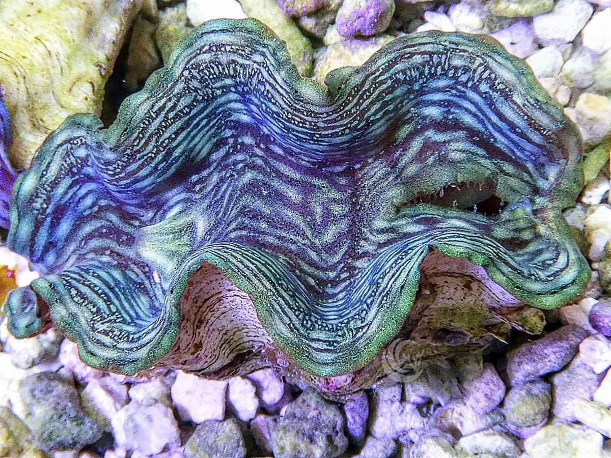 Blue-Green Squamosa Cultured Clam