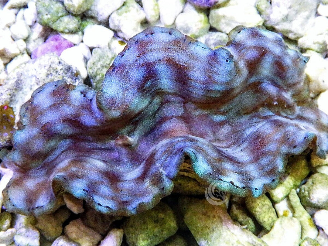 Blue-Green Squamosa Cultured Clam
