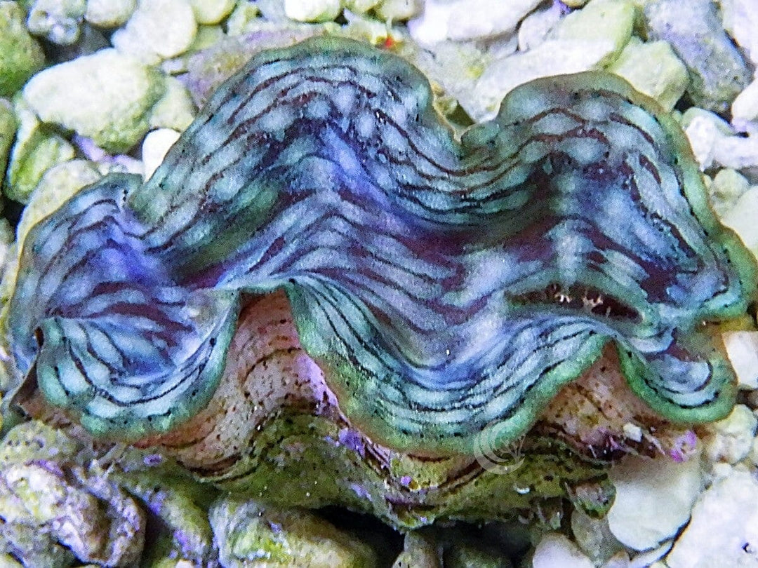 Blue Squamosa Cultured Clam