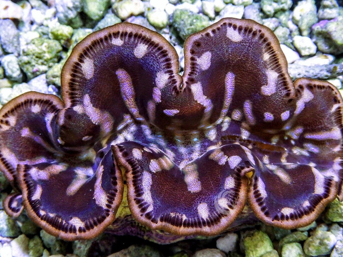 Cultured Maxima WYSIWYG Clam