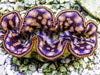 Cultured Maxima WYSIWYG Clam