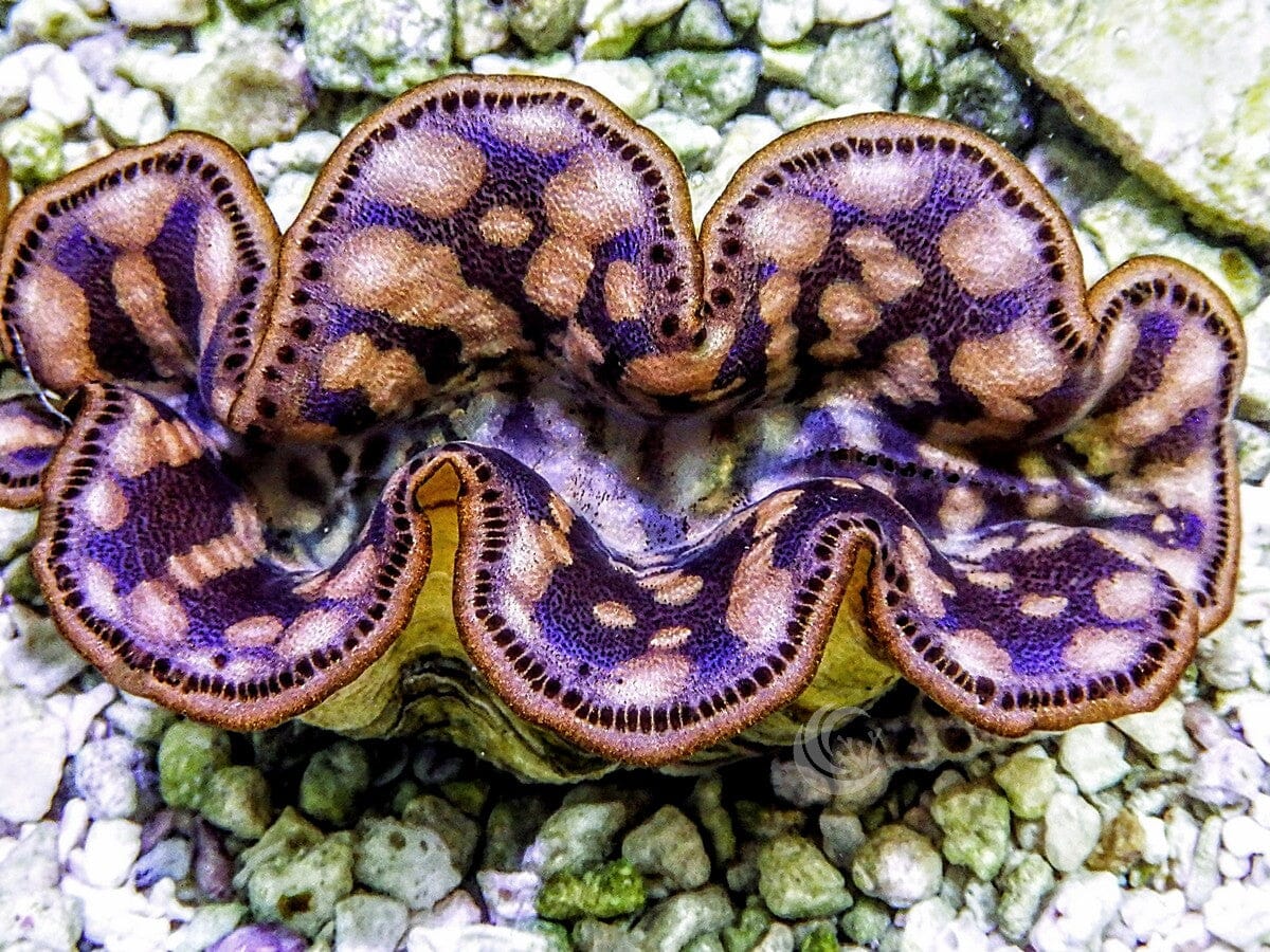 Cultured Maxima WYSIWYG Clam